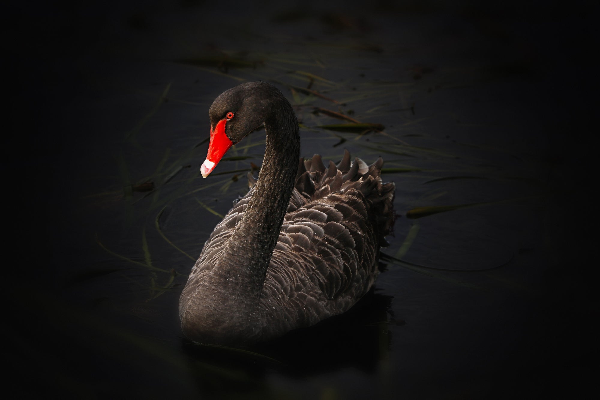 Surviving a Black Swan Event:
