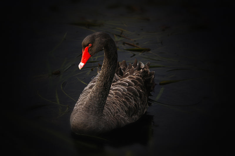 Surviving a Black Swan Event: