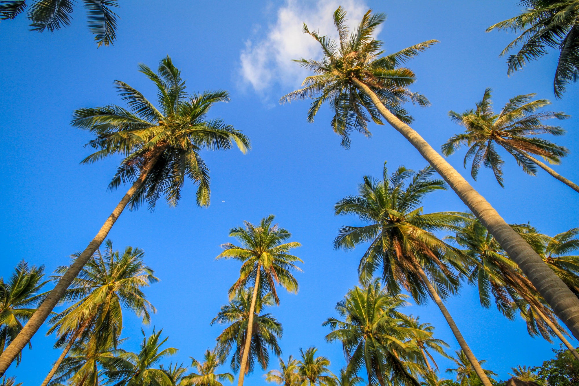Strategic Philanthropy: How Donor-Advised Funds (DAFs) and Charitable Remainder Trusts (CRTs) Can Maximize Tax Savings and Social Impact
